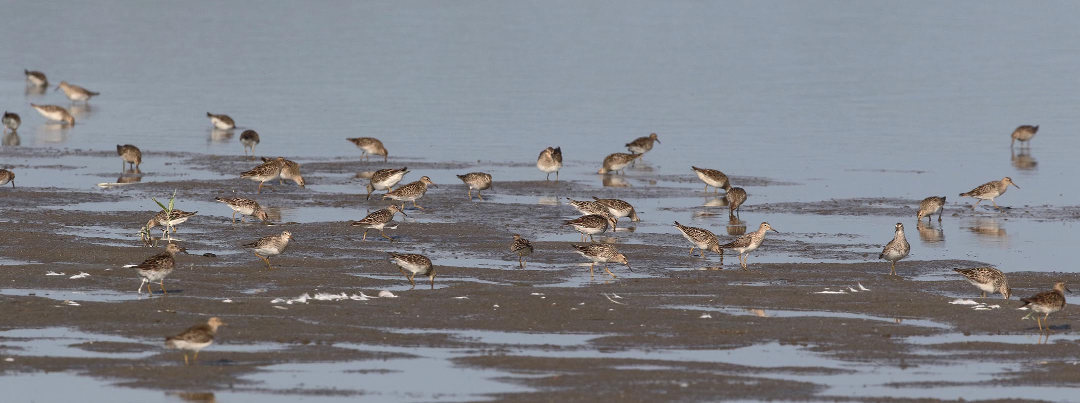 Pectoral sandpipers hunt for food in the mud flats of Lake Red Rock, a flood-control reservoir about 25 miles southeast of Des Moines.