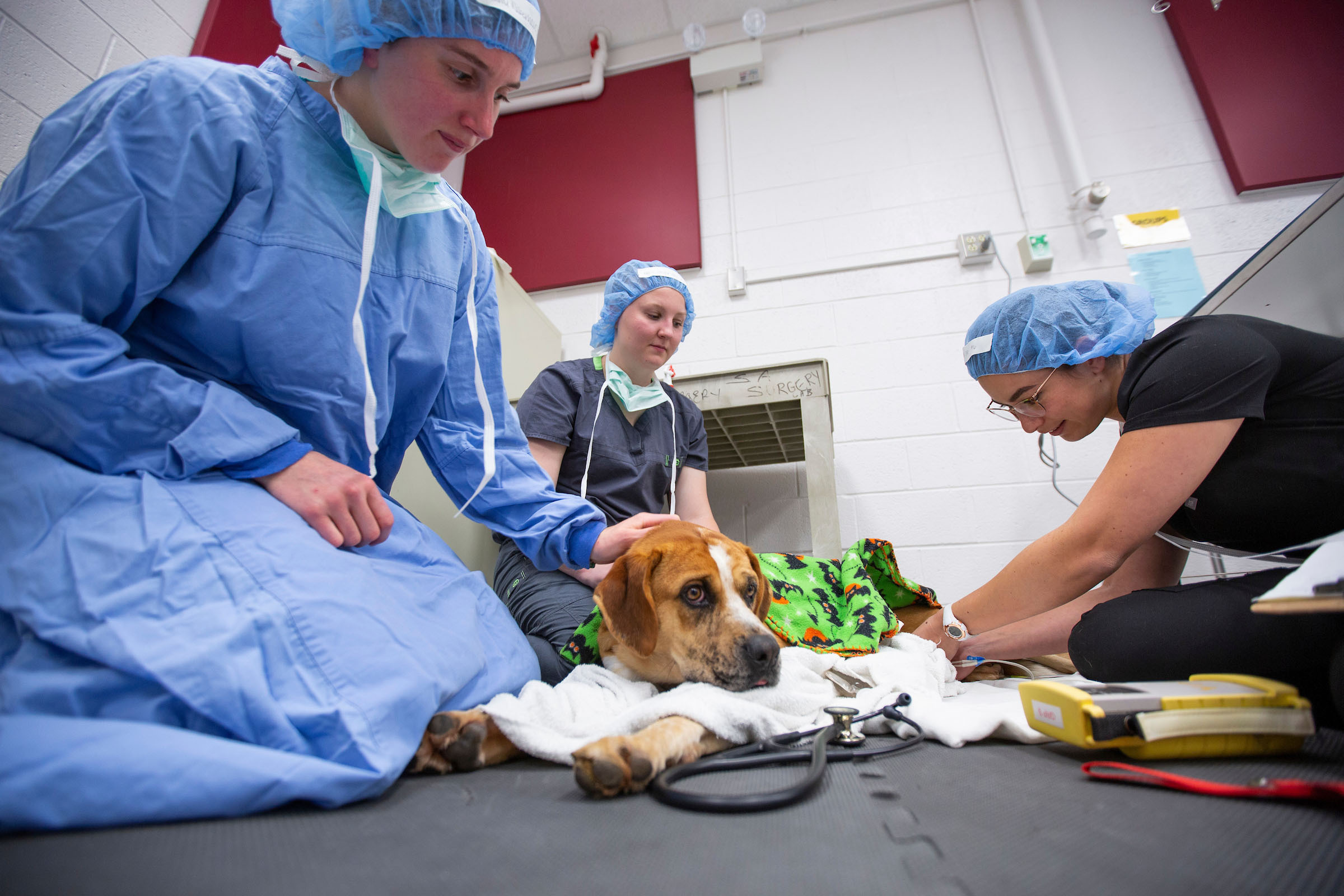 Veterinary students bring a dog out of anesthesia after surgery