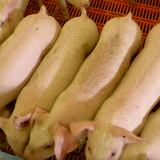 seven piglets in a row seen from above