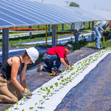 Researchers plant bell peppers at the Alliant Energy Solar Farm at Iowa State University near Ames.