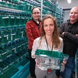 Espin Palazon, Clyde Campbell and Karin Dormin in the zebrafish lab