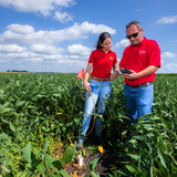 Two Iowa State researchers look at a soil moisture probe in a soybean field