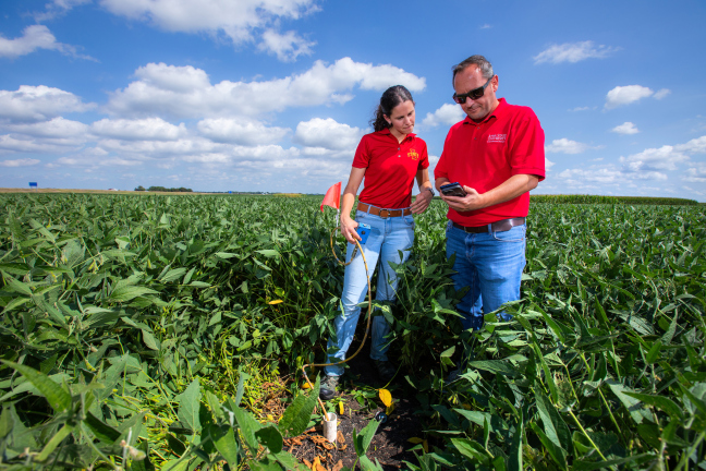 Two Iowa State researchers look at a soil moisture probe in a soybean field