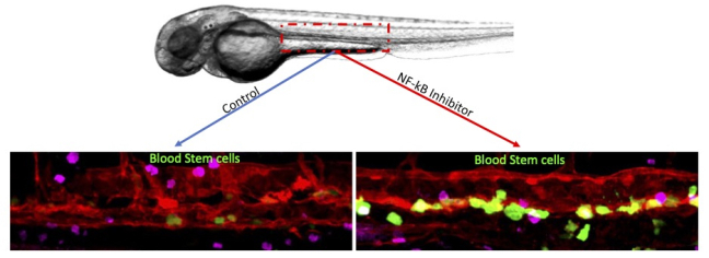 Pausing biological clock could give boost to lab-produced blood stem cells