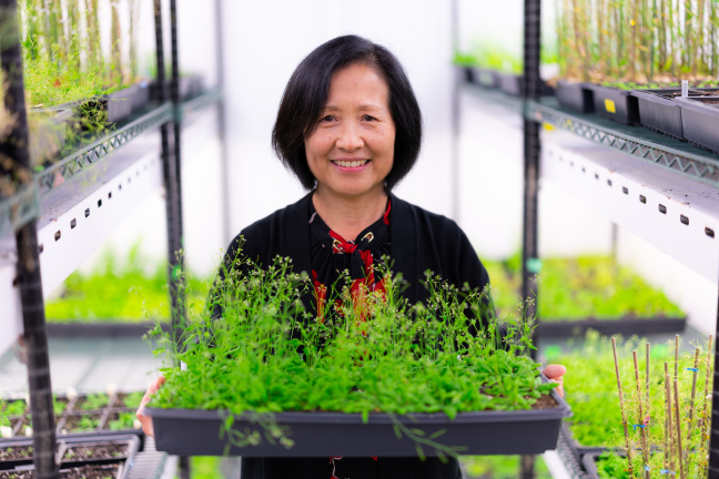 Hongqing Guo holds a tray of green plants in a brightly lit grow room with white walls.