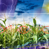 An illustration showing corn plants with images of DNA and data charts layered on top of it and stormy skies behind the plants.