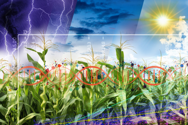 An illustration showing corn plants with images of DNA and data charts layered on top of it and stormy skies behind the plants.