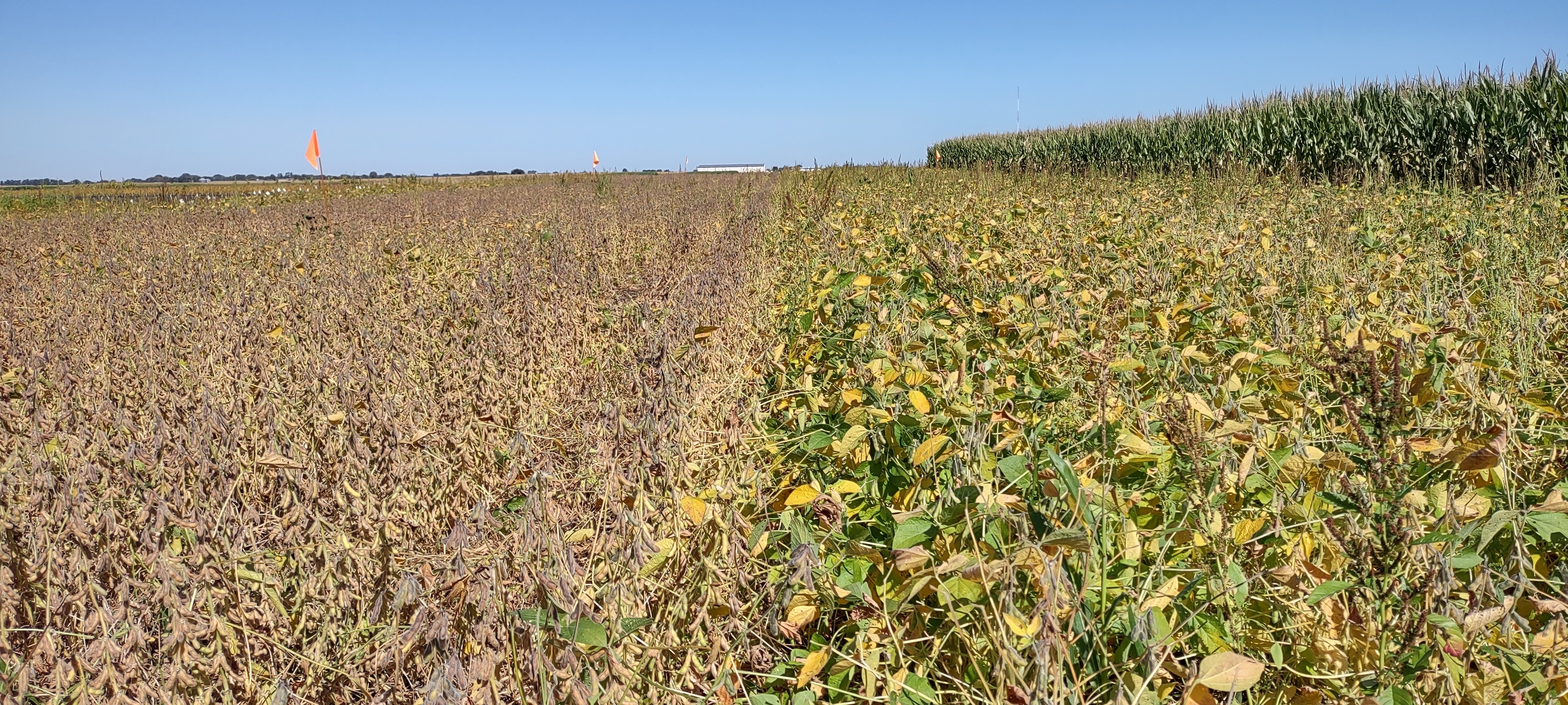 Soybeans in the fall but at two different starting dates