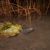 Gian musk turtle in water