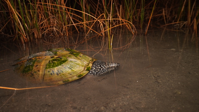 Gian musk turtle in water