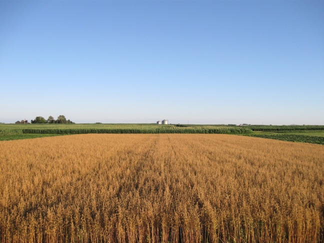 Oats growing next to corn at Marsden Farm