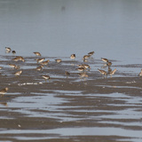 Pectoral sandpipers in a mud flat