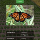 A look at the InsectNet app identifying a viceroy butterfly.